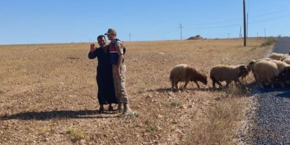 Kaybolan küçükbaş hayvanları jandarma buldu