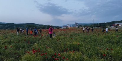 Bingöl’de doğal oluşan gelincik tarlası vatandaşların ilgi odağı oldu