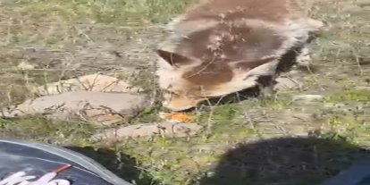 Ahlat’ta aç tilki piknik sofrasına ortak oldu