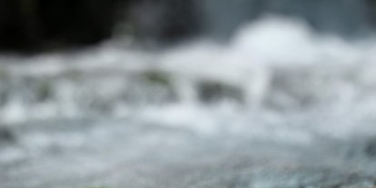 Sürgü Takas’ta yeşil kertenkele ilgi çekti