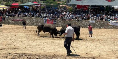 Germencik’te 63 çift boğa güreşti
