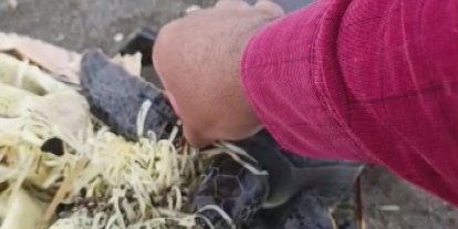Hatay’da çuvala dolanan yavru deniz kaplumbağası belediye ekiplerinin dikkatiyle kurtuldu