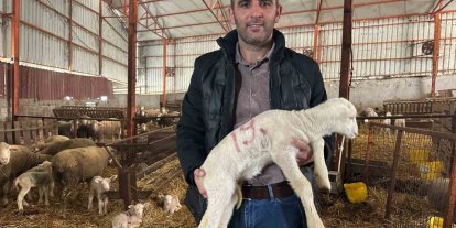 57 yıllık tecrübeden koyunculuğa başlayacaklara önemli öneriler