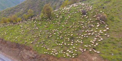 Muşlu besicilerin yaylalara yolculuğu başladı