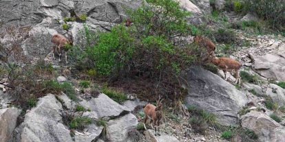 Erzurum’da dağ keçileri ana yola indi