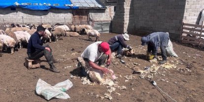 Erzincan yaylalarında kırkım mesaisi