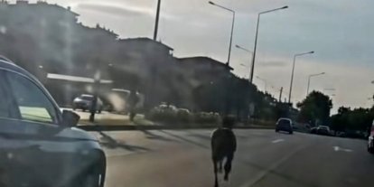 Başıboş at ana yolda trafiği tehlikeye attı