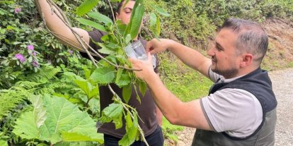 Akçakoca’da kestane gal arısına karşı biyolojik mücadele