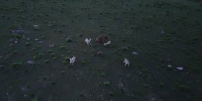 Kars'ta boz ayı ile köpeklerin kovalamacası dron kamerasına yansıdı