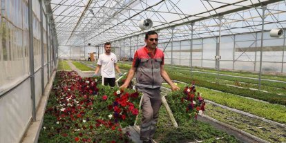 Büyükşehir’in ürettiği çiçekler Ordu’yu renklendiriyor