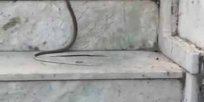 Kedinin yılanla oynadığı anlar cep telefonu kamerasında