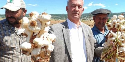 AB tescilli Araban sarımsağının hasadı başladı