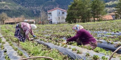 Samsun’da 14 bin 358 üreticiye destek
