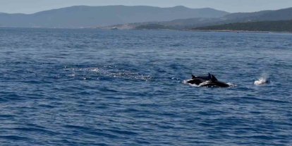Muğla Valisi Akbıyık’ı denizde yunuslar karşıladı