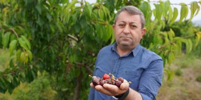 Tokat’ta aşırı yağış kirazı vurdu