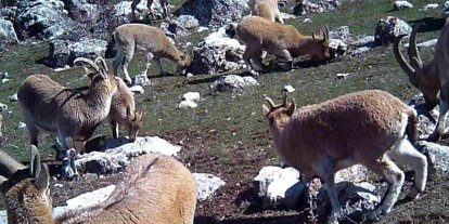 Munzur’un sessiz misafirleri fotokapana takıldı