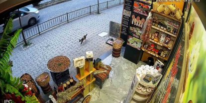 Giresun’da kedinin devirdiği çuvaldaki cevizleri yoldan geçen vatandaşlar topladı