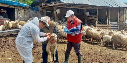 ’Halk Elinde Küçükbaş Hayvan Islahı Projesi’nde doğan kuzular tespit edildi