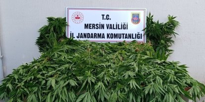 Ormanda kenevir yetiştirenlere suçüstü operasyon: 2 tutuklama