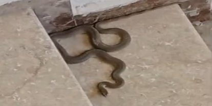 Apartmana giren yılan paniğe neden oldu