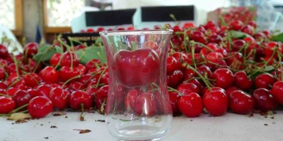Çanakkale’de çay bardağına sığmayan Lapseki kirazında hasat başladı