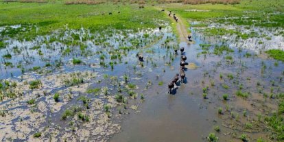 Eber Gölü’nde oluşan manzara Serengeti Parkı’nı aratmadı