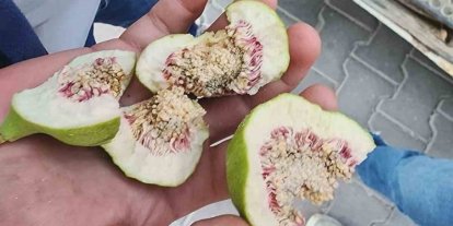 Buharkent’te üreticiler ’belgesiz ilek’ kullanımına karşı uyarıldı