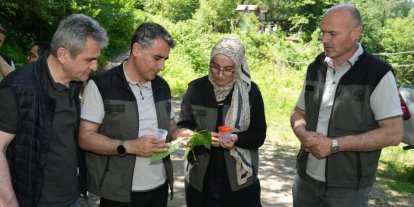 Kestane ormanlarını korumak için 5 bin samuray arısı doğaya salındı