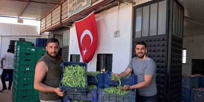 İznik’te Nazende fasulyesinde ilk hasat başladı, üretici fiyatlardan memnun