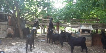 Gediz Akdağ’da Yörüklerin yayla göçü başladı