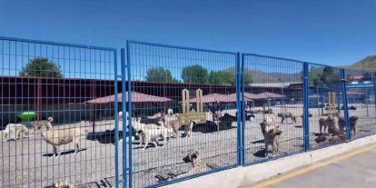 Bakan Mustafa Çiftçi’nin Erzurum’daki sokak köpeği başarısı Türkiye’ye örnek oluyor