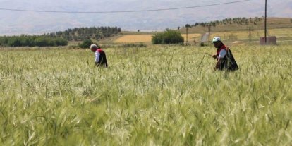 Elazığ’da süne sürveyi ve CBS çalışmaları sahada değerlendirildi