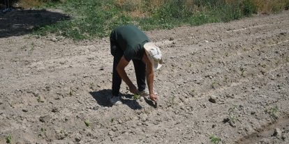Kuşadası’nda Adabahçe yaz hasadına gün sayıyor