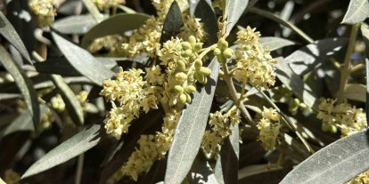 El Nino’ya karşı uzmanından zeytin üreticilerine kritik uyarılar