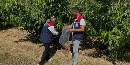 Söke’de kiraz bahçeleri denetlendi, numuneler alındı