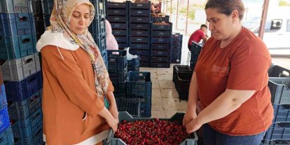 25 yıl önce dikilen kiraz fidanları Selendi’yi Avrupa’ya taşıdı
