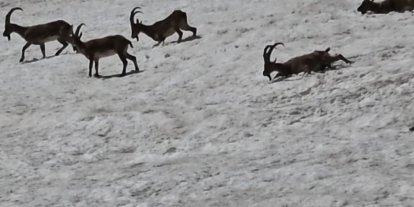 Tunceli’de dağ keçileri ve ayılar aynı bölgede görüntülendi