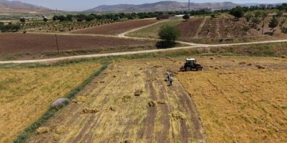 Gercüş’te bereketli hasat: Mercimek rekoltesi çiftçinin yüzünü güldürdü