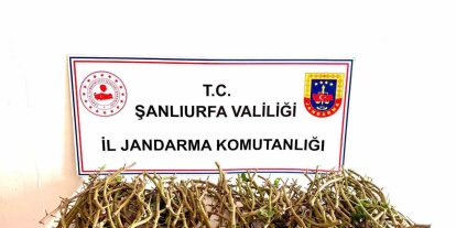 Hırsızlar bu defa fıstık dalı çaldı