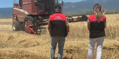 Edremit’te buğday hasadı başladı