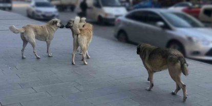 Sahipsiz köpeklerin tamamı yıl sonuna kadar barınaklara alınacak