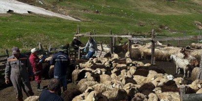 Aydıntepe’de küçükbaş hayvanlarda aşılama ve küpeleme çalışmaları sürüyor