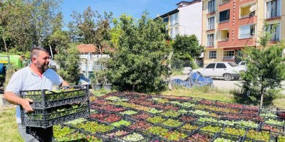 Taşköprü Belediyesi 70 bin çiçekle ilçeyi rengarenk yapacak