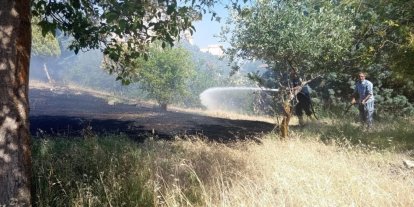 Reyhanlı’da zeytinlik yangını