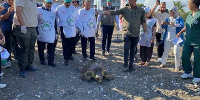 Tedavisi tamamlanan 3 deniz kaplumbağası yeniden denizle buluştu