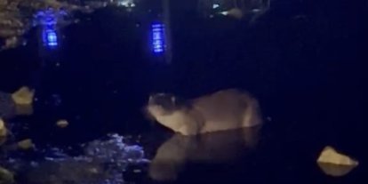 Gece saatlerinde göl kıyısında su samuru görüntülendi