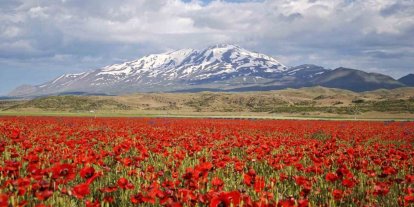 Gülistan Ovası gelinciklerle kırmızıya büründü