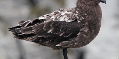Avustralya ana karasında ilk H5N1 kuş gribi vakası şüphesi
