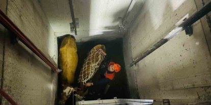 Bingöl’de asansör boşluğuna düşen inekler ekipler tarafından kurtarıldı