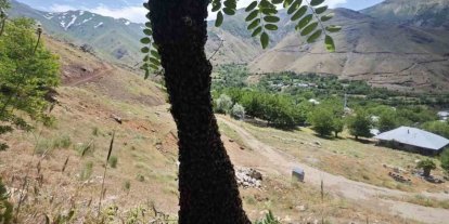 Arılar ağaçta oğul verdi: Dallar arıların ağırlığıyla eğildi